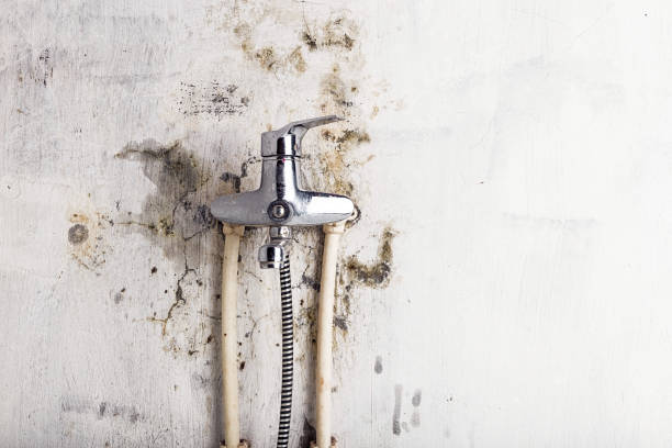 Best Professional Mold Removal  in Country Clu, CA
