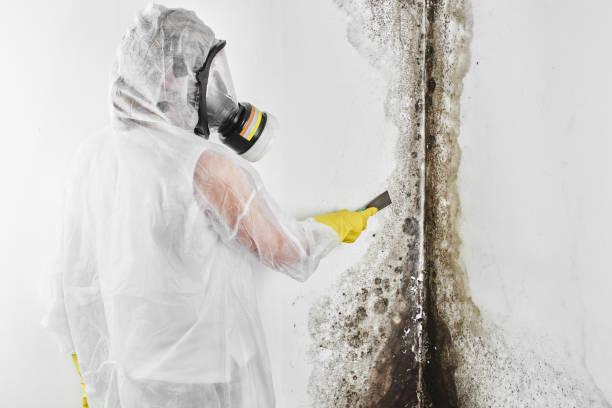 Best Commercial Mold Removal  in Country Clu, CA