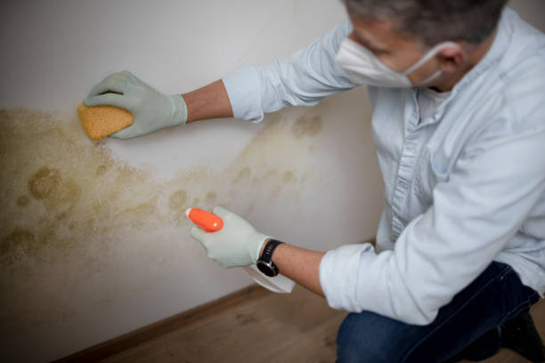 Best Residential Mold Removal  in Country Clu, CA