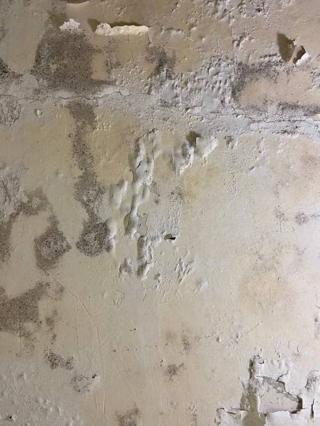 Professional Mold Removal in Country Clu, CA